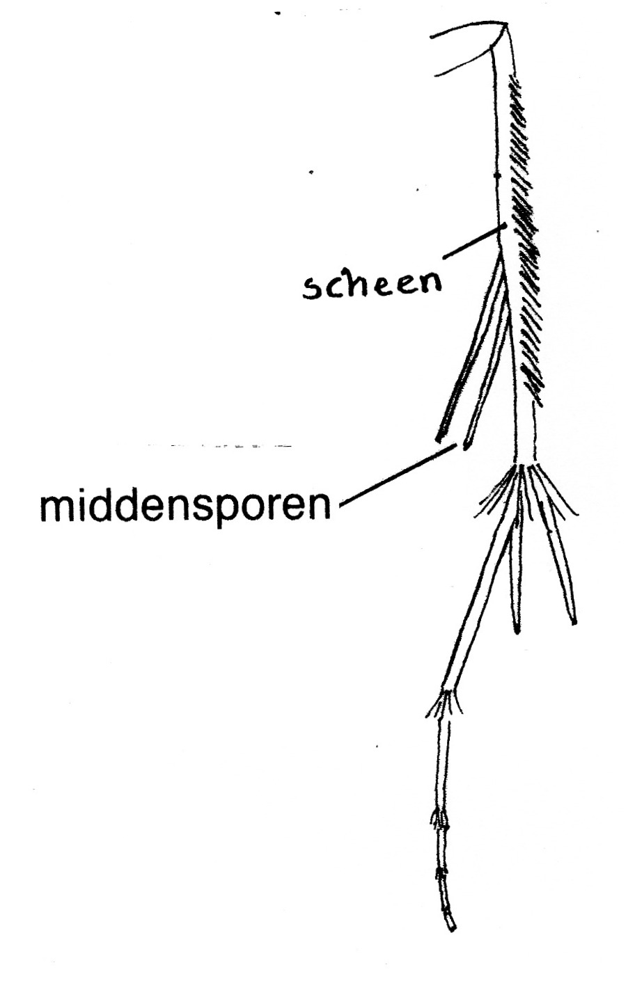 Achterpoot van Schreckensteinia festaliella (Schreckensteiniidae).